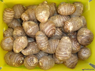 2023 FRESH BIG TARO
