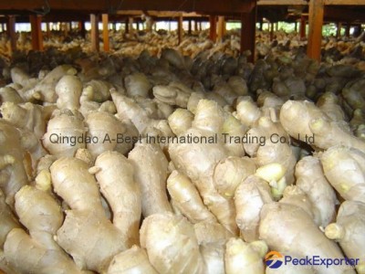 2024 Chinese Fresh Ginger