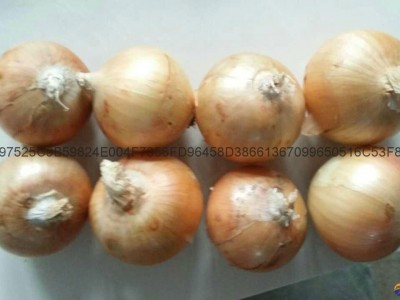 FRESH YELLOW ONIONS