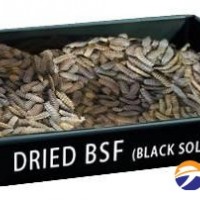 Dried Bsfl(Black Solder Fly)