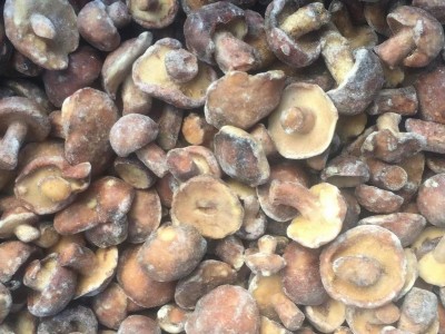 IQF Suillus Granulatus Wholes,IQF Suillus Granulatus Wholes,wild mushrooms