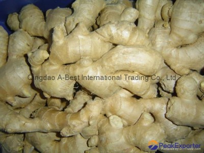 BIG FRESH AIR DRIED GINGER