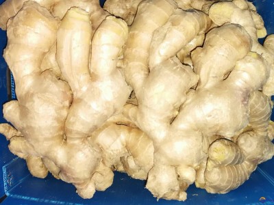 NEW CROP JUMBO FRESH GINGER