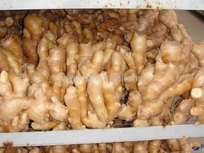 FRESH RHIZOME,  FRESH GINGER