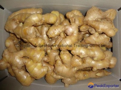 2024 Air dried fresh JUMBO ginger