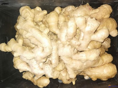 2024 new crop ginger