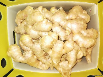 FRESH GINGER