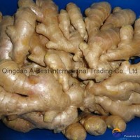 2024 New crops air dried fresh ginger