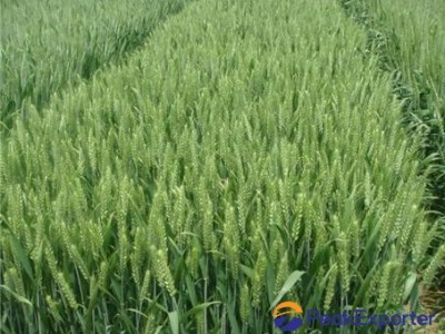 Golden Wheat  ( Liquid )