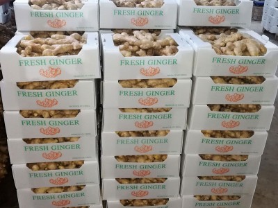 2024 Jumbo Air dried Ginger