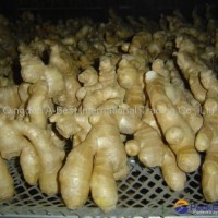 2024 new crops  AIR DRIED GINGER