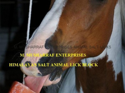 ANIMAL LICKING NATURAL SALT