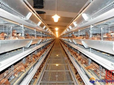 Pullet Cage
