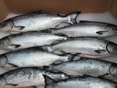 Salmon Fish