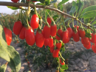 Supply Wolfberry