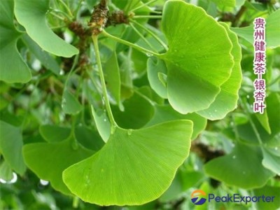 Ginkgo leaf