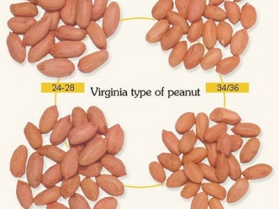 raw peanut kernels long shape