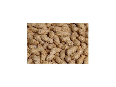 roasted peanut inshell