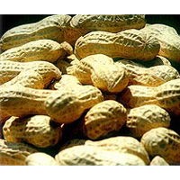 raw peanut inshell