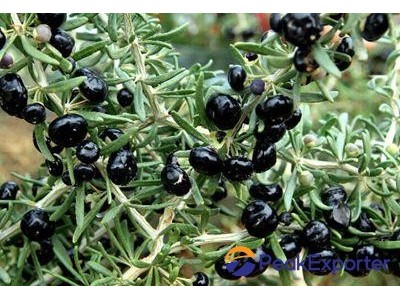 Supply Black wolfberry