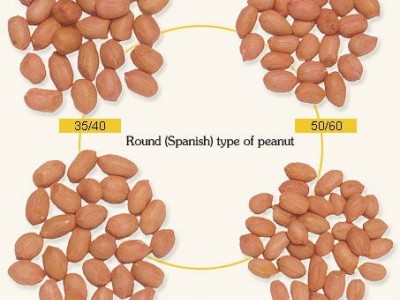 raw peanut kernels round shape