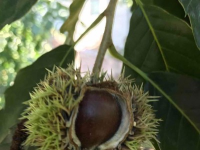 Chinese chestnut