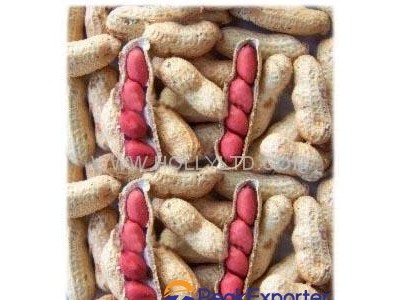 red skin peanut inshell