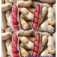 red skin peanut inshell