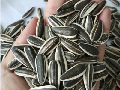 sunflower seed of type 601