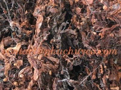 Raw argassum seaweed for seaweed fertilizer extraction