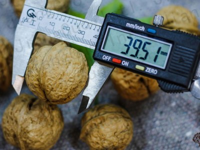 Bulk supply of fresh Yunnan walnuts