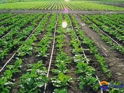 Plant & Root Regulator ( Liquid )