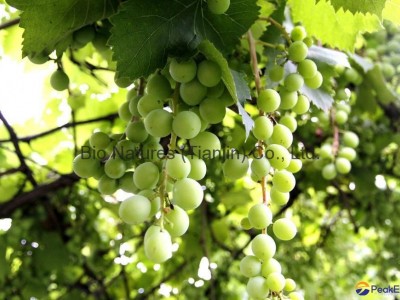 Certified Organic Green Raisin  NOP / EC889/2008