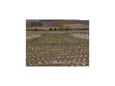 Soil improver  ADDEZ® SB
