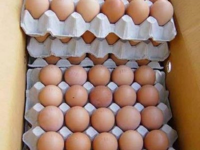 Fresh Chicken Eggs
