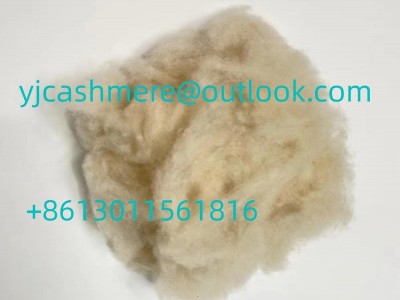 high quality white dehaired cashmere 16.5 micron