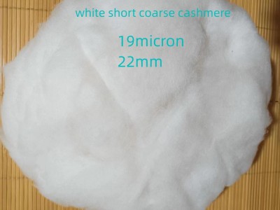 white short coarse cashmere fibre