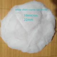 white short coarse cashmere fibre
