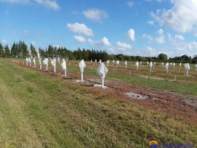 Fruit Tree Covers