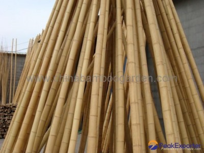 bamboo cane,pole,stake
