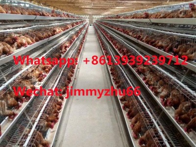 Poultry Cage Factory A Type Automatic Layer Chicken Battery Cage