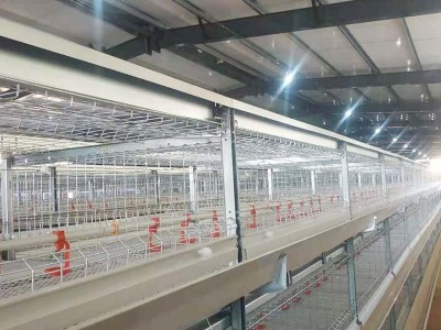 Broiler Chicken Cage