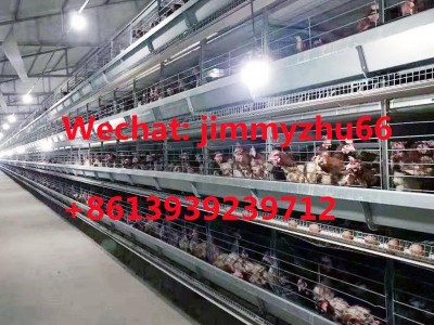 Layer Chicken Cage Factory H Type Full Automatic Battery Chicken Cage