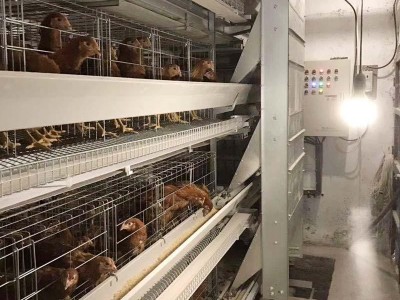 H Type Chicken Layer Cage