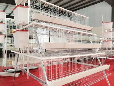 A Type Chicken Layer Cage