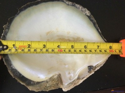 MOP Shell - UAE