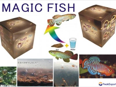Magic Fish