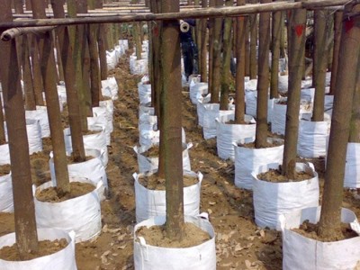 Grow Bag Supplier Nonwoven Vegetable Potato Garden 7 Gallon Felt Plan