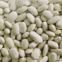 white kidney bean- medium