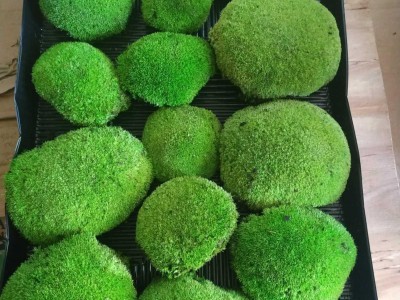 Preserved moss